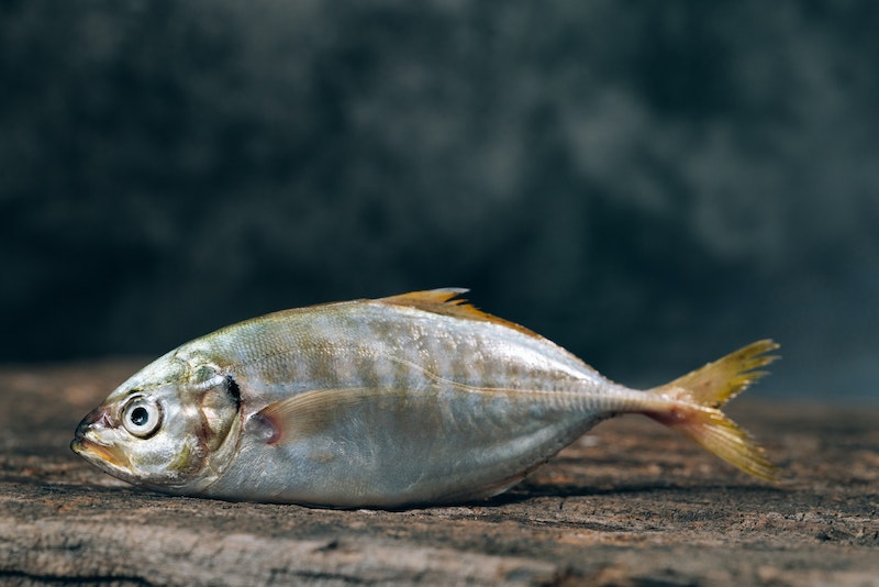 Libero 食材 魚